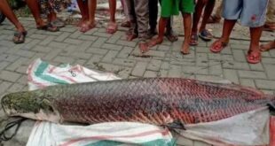 Kenapa Ikan Arapaima dilarang di Indonesia?