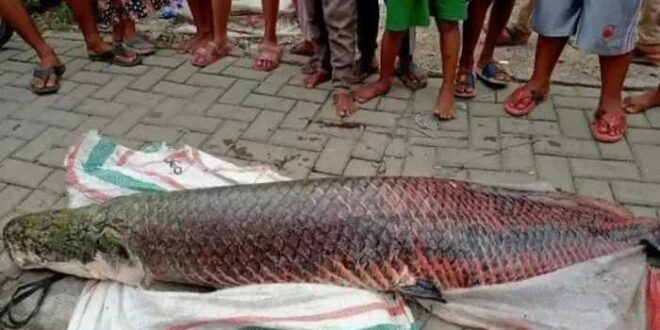 Kenapa Ikan Arapaima dilarang di Indonesia?